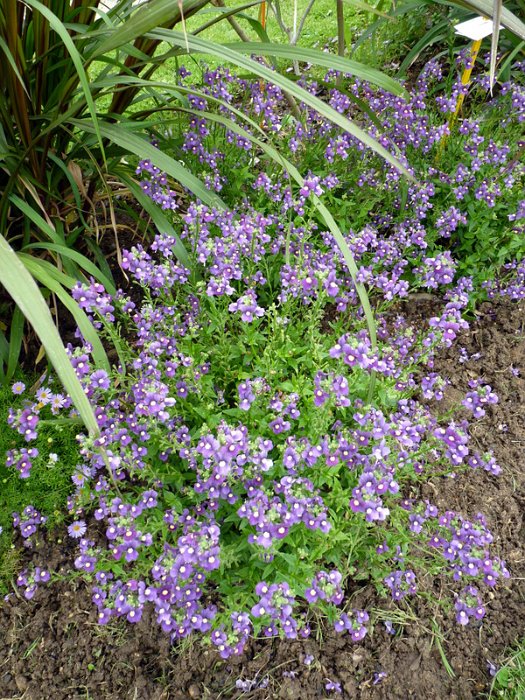 Nemesia aromatica 'Royal' (2)